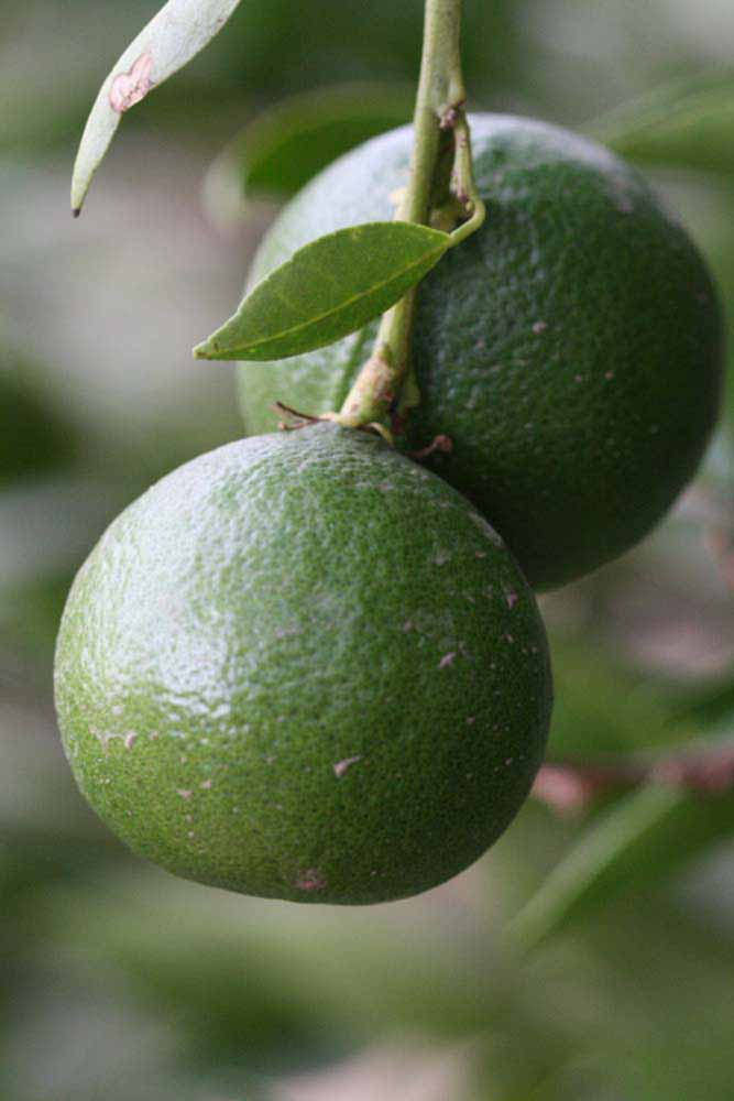            Immature fruit (Riverside, CA)   